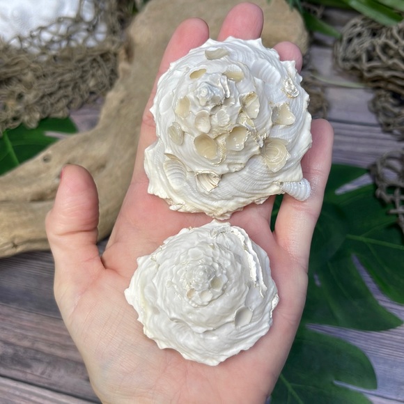 (2) RARE White Carrier Seashells Collector Shells Coastal Nautical Beach Decor - Picture 9 of 17